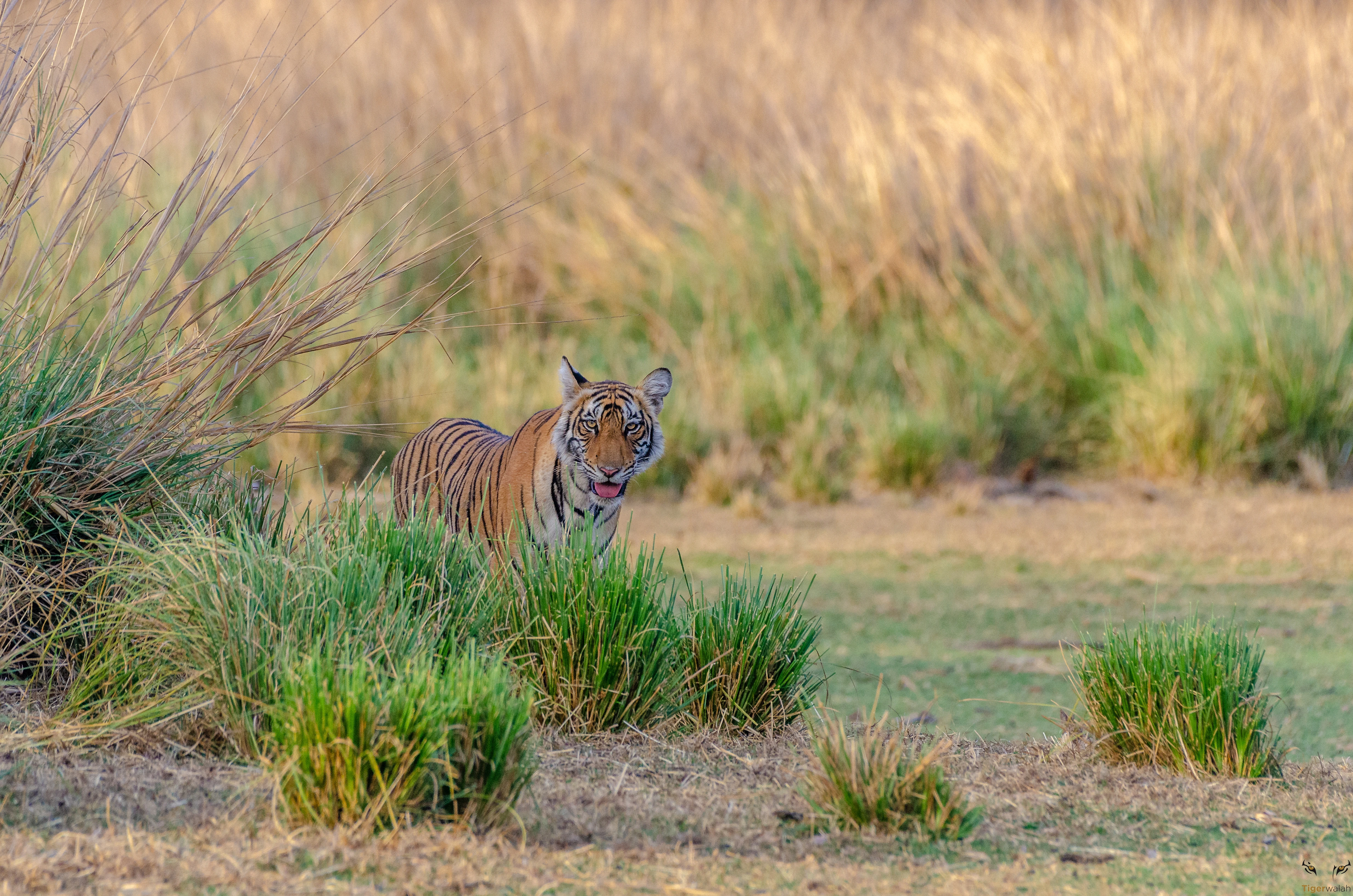 Tiger hiding in tall grass