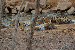 T19 with male cubs from first litter