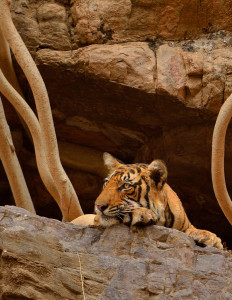 A sub adult tiger at Ranthambore