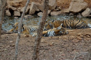 T19 and her male cubs relaxing in pool of water