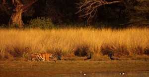 T19 the cuurent occupent of lakes- (C) Desh Bandhu