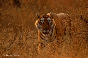 T28 Ranthambore