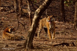 T25 & T19 Ranthambore