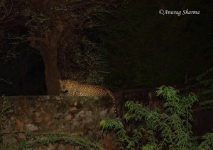 Leopard at RTR