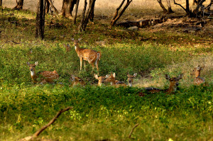 Ranthambore