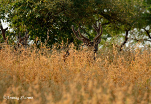 Ranthambore post monsoon