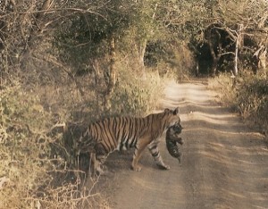 Tigress Noor jahan: Ranthambore