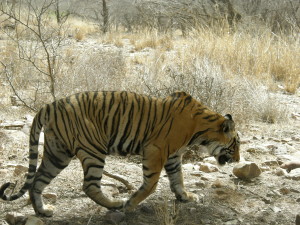 T43 male tiger from ranthambhore