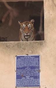 Famous legendary tigress machli aka T16 from Ranthambore