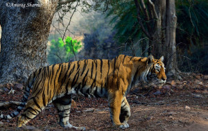 Machli the legendary tigress from Ranthambore