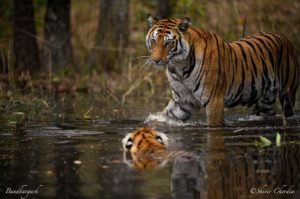 Spotty & cubs