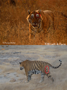 T28 Ranthambore