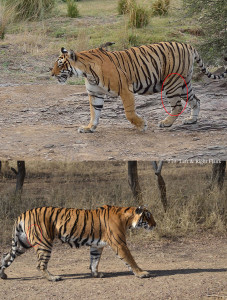 T19 Ranthambore