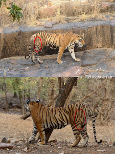 T39 Ranthambore