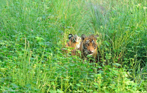 Cubs of T19 at Ranthambore