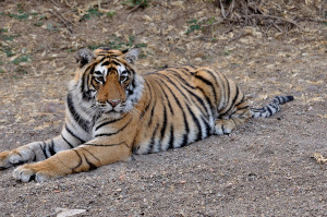 Archive image of T71 male from Ranthambore