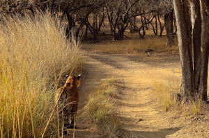 Prey & predator eyeing each other