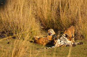 T19 with her current litter of 3 cubs from Ranthambore