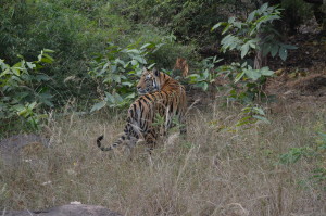 Tiger sightings at bandhavgarh
