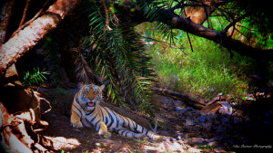 T73 sub adult female cub