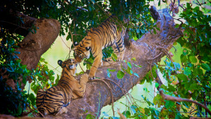 Current first family of Ranthambore