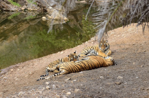 The Trio- T39 & cubs