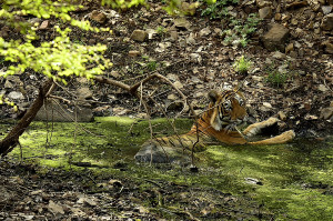 T64 - Ranthambore