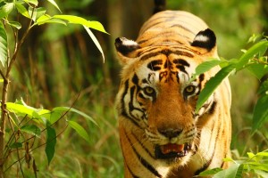 Kanha's celebrity 'CAT'- Munna. Image © Naren