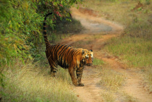 Wagdoh male Tadoba