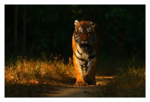 Umarpani female kanha