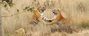 Tiger fight kanha