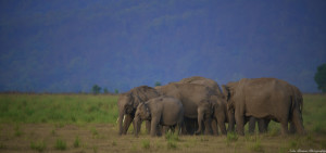 Elephants at Corbett