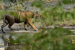 Male cub of T39