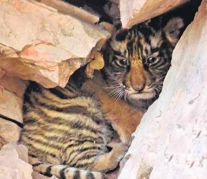 New arrival at Ranthambore