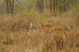 Kanha Tigers