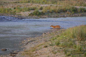 Tiger sighting at Corbett