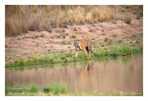 Mahaman Male Bandhavgarh