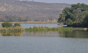 T91 and T83 Ranthambore