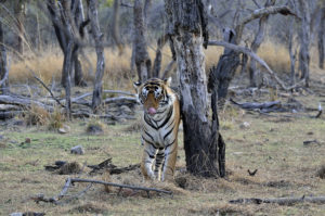 T91 Ranthambore