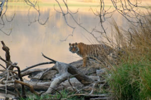 T87 Male Ranthambore