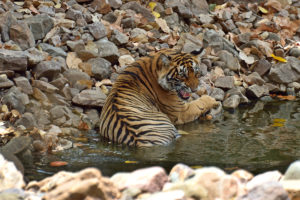 Noor's cub at Ranthambore