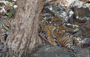 cubs at Ranthambore