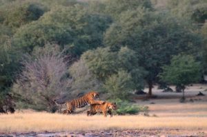 Zone 6 Ranthambore